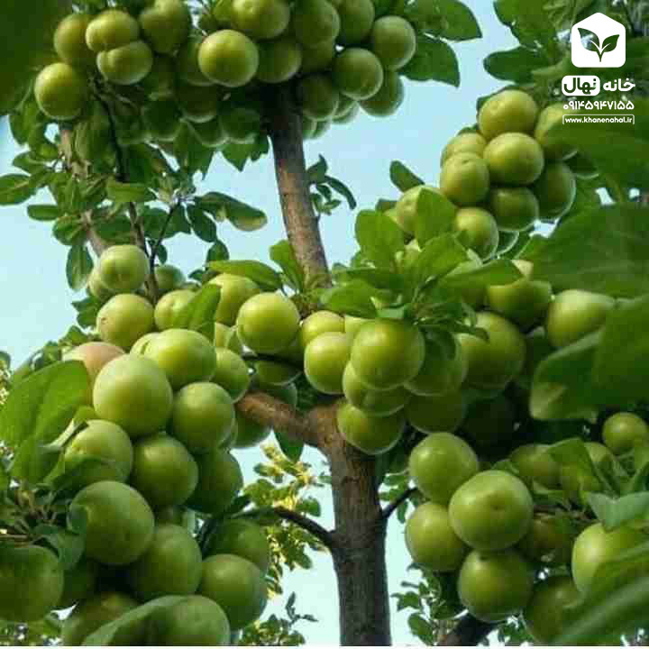 نهال گوجه سبز سردری
